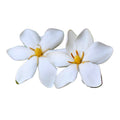 White Gardenia Plant 3 Feet Tall B718436