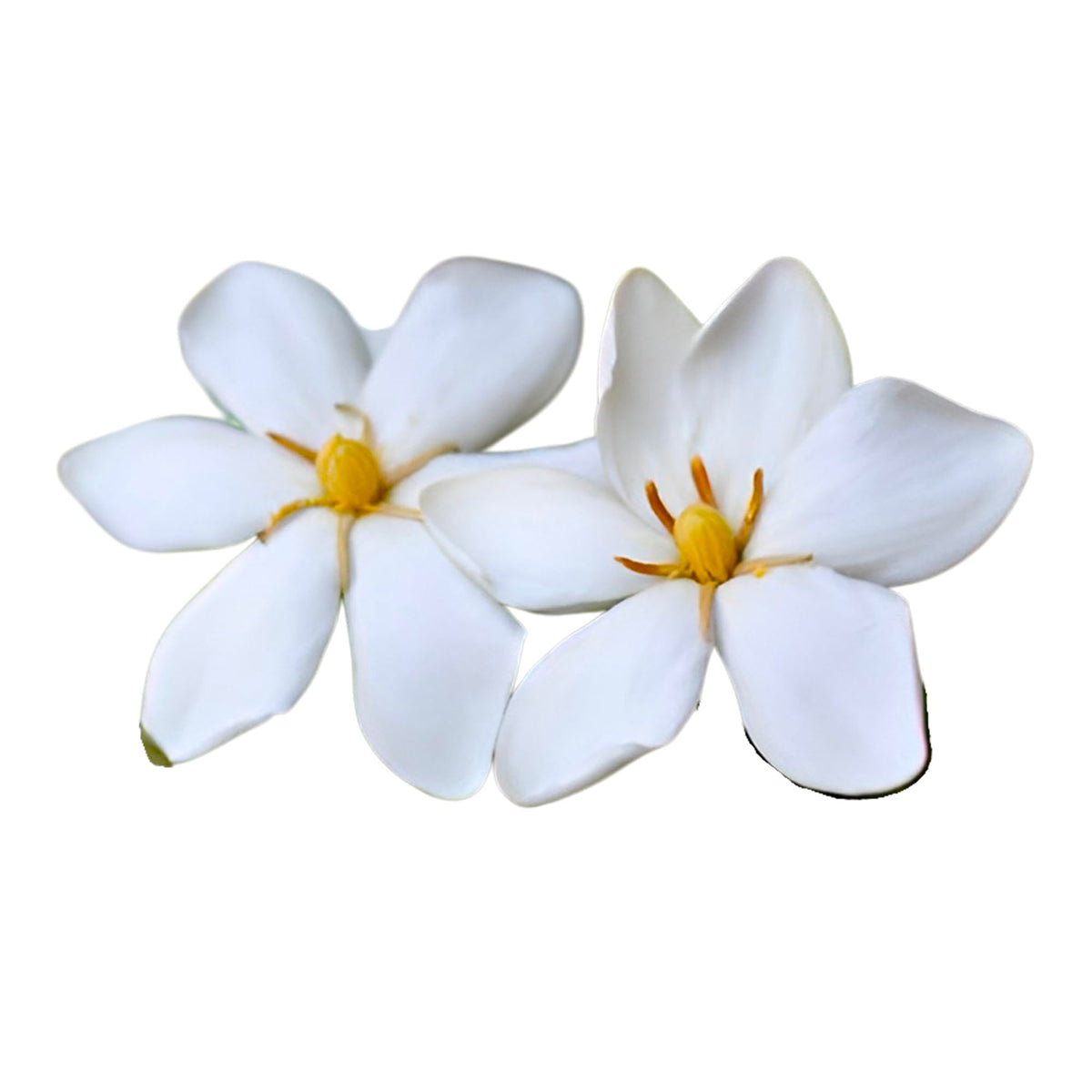 White Gardenia Plant 3 Feet Tall B718436