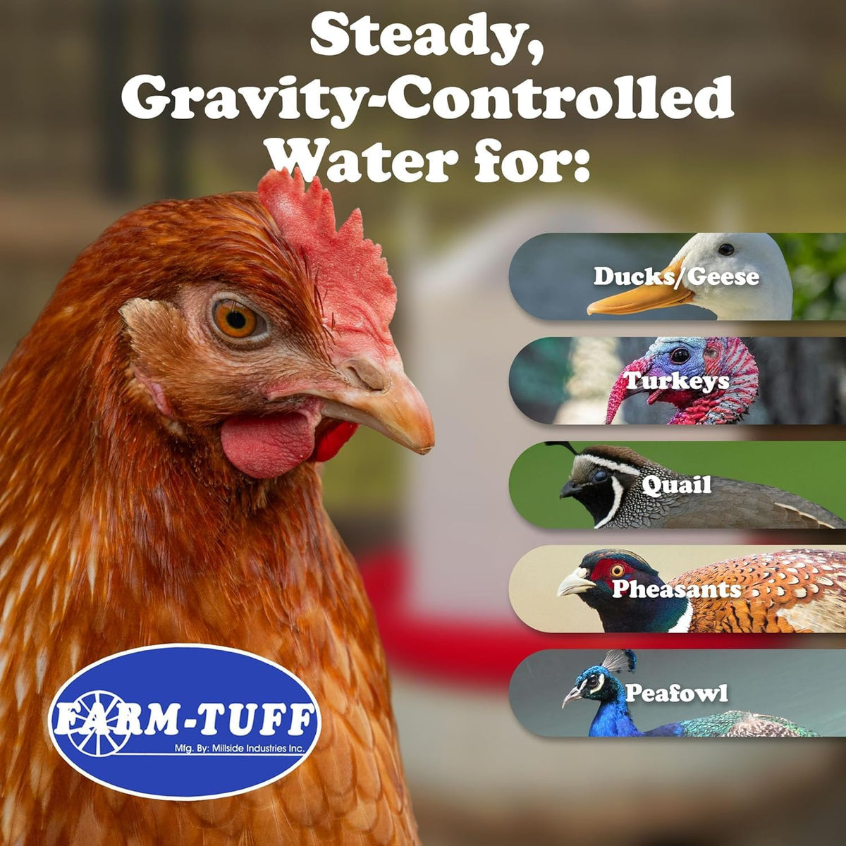 3 Gallon Plastic Poultry Waterer Q437622
