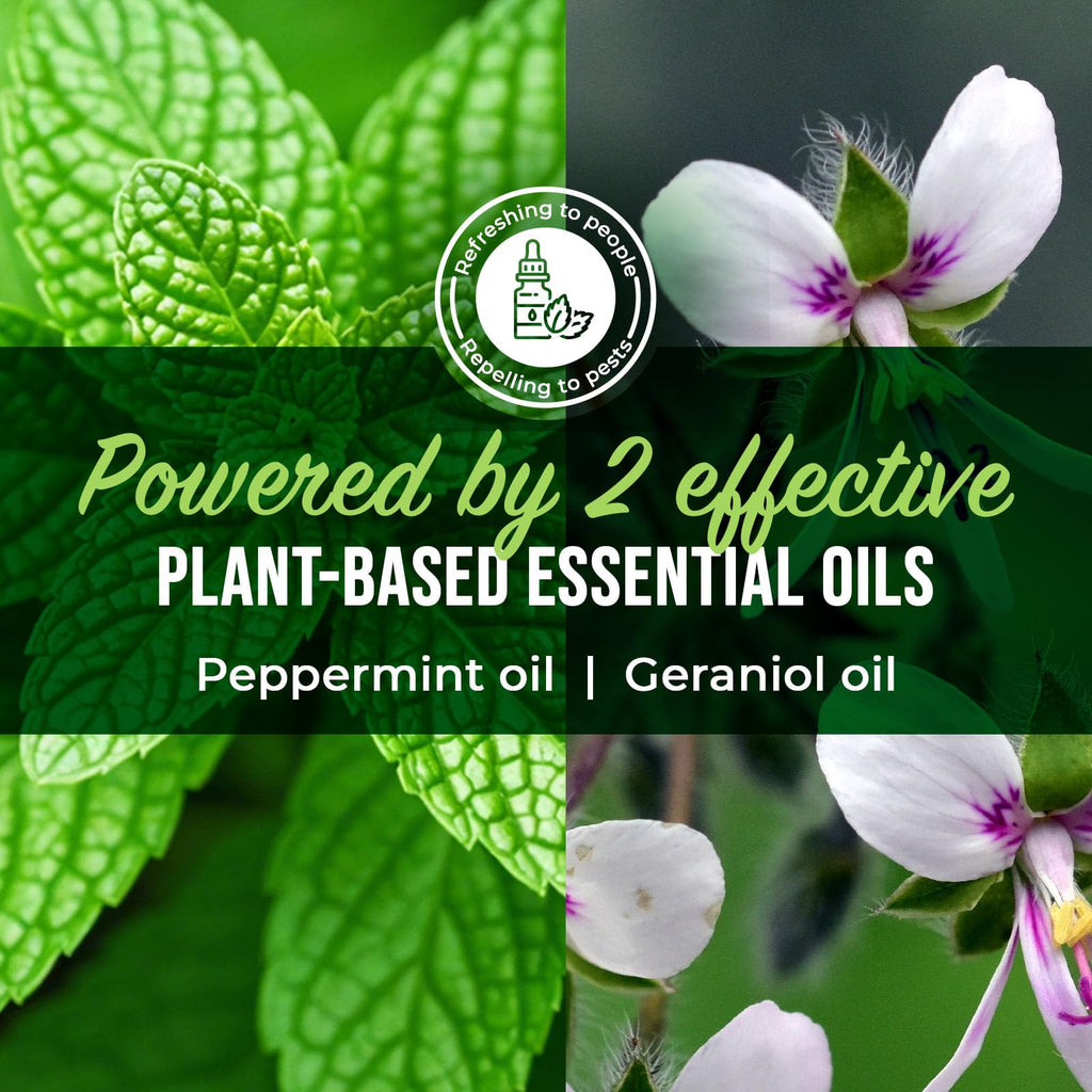 Peppermint Oil Ant Killer Spray, 16 oz O23653