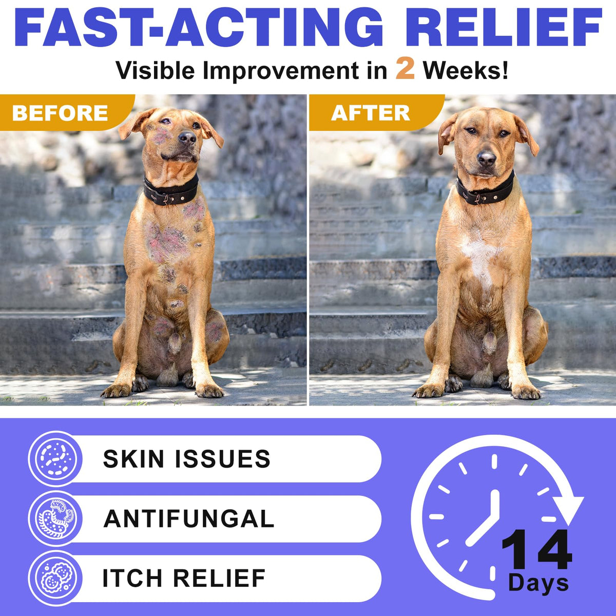 Medicated Dog Shampoo with 2% Miconazole & 2% Chlorhexidine 17 oz V4646